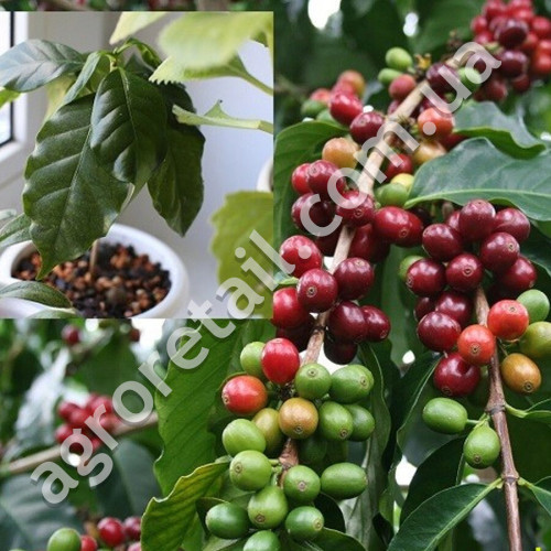 Кавове дерево Арабіка 5 шт Gl Seeds