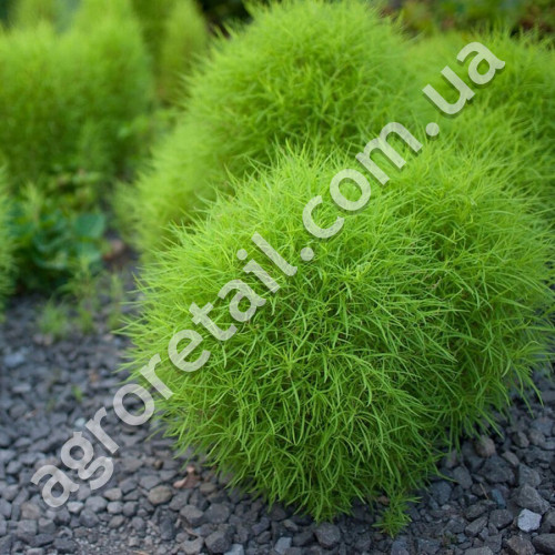Кохія Літній кипарис 0.5 г Gl Seeds