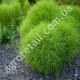 Кохія Літній кипарис 0.5 г Gl Seeds