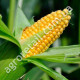 Кукурудза Брусниця 20 г Gl Seeds