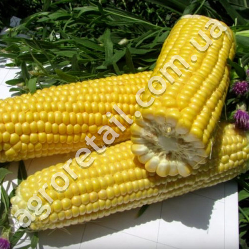 Кукурудза Спокуса F1 20 г Gl Seeds