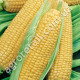 Кукурудза Суперсолодка 20 г Gl Seeds