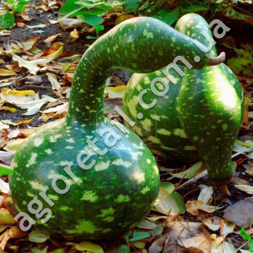 Лагенарія Кобра 5 шт Gl Seeds