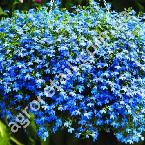 Лобелия Голубой Фонтан 0.1 г Gl Seeds