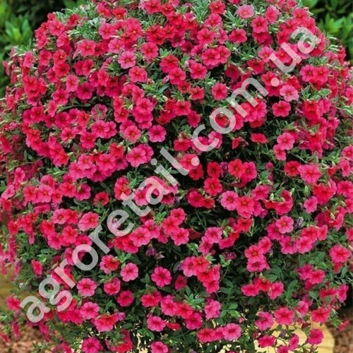 Лобелия Рубиновый Фонтан 0.1 г Gl Seeds