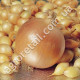 Цибуля Глобус 10 г Gl Seeds