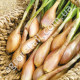 Цибуля-шалот Запорізька 0.5 г  Gl Seeds