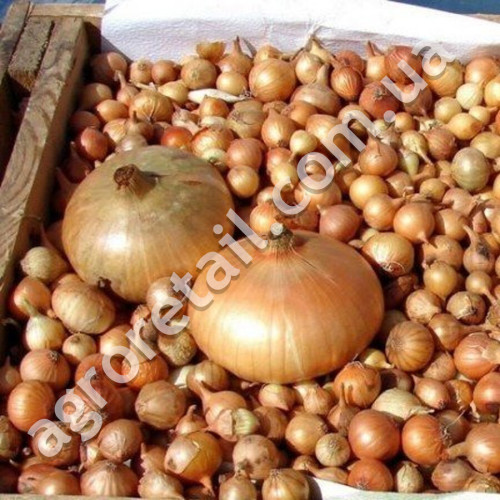 Цибуля Штутгартен Різен 10 г Gl Seeds