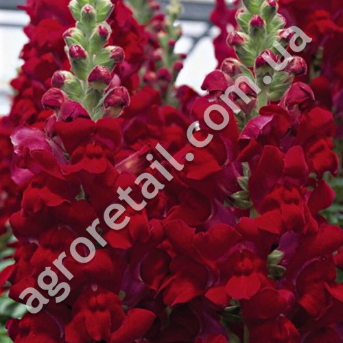 Ротики Жар кохання 0.25 г Gl Seeds
