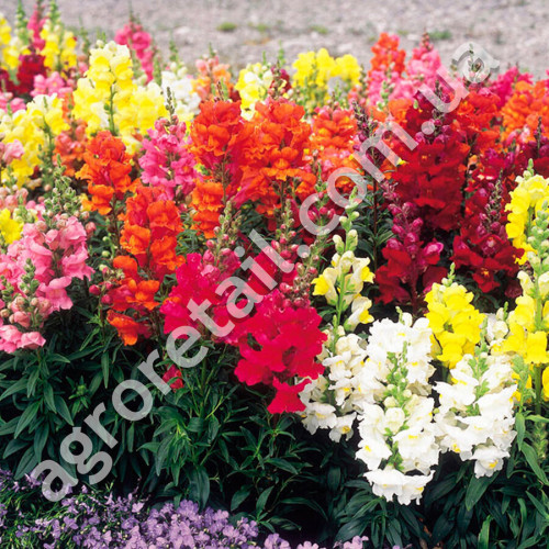 Ротики Квітковий дощ 0.2 г Gl Seeds
