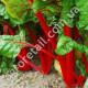 Мангольд Вулкан 3 г Gl Seeds