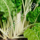 Мангольд Лукулус 3 г Gl Seeds