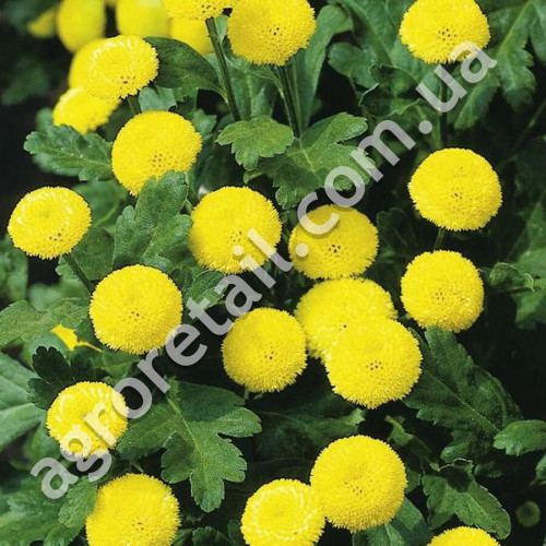 Матрікарія Голден бол 0.15 г Gl Seeds