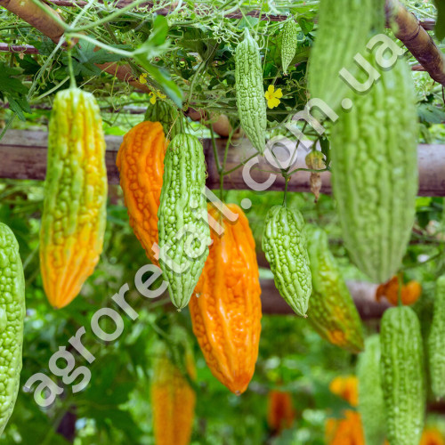 Момордика Скажений огірок 5 шт Gl Seeds