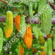 Момордика Скажений огірок 5 шт Gl Seeds