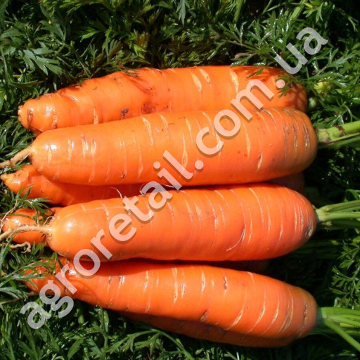 Морква Оленка 20 г Gl Seeds - купити за найкращою ціною в