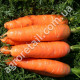 Морковь Аленка 20 г Gl Seeds