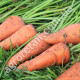 Морква Корал F1 3 г Gl Seeds