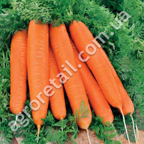 Морква Лосиноострівська 13 Gl Seeds