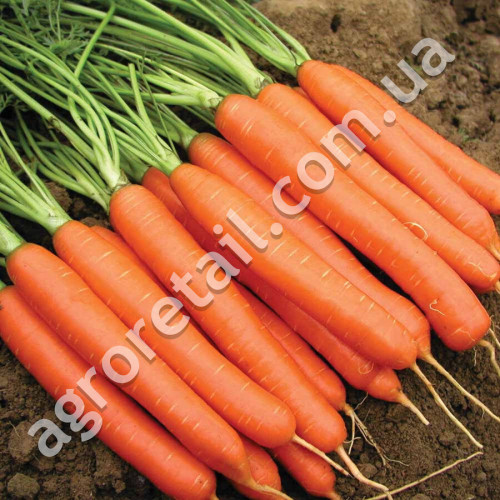 Морква Нантська 20 г Gl Seeds