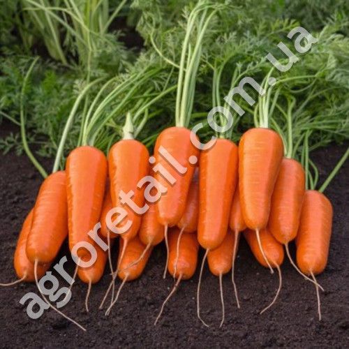 Морква Флакке 20 г Gl Seeds