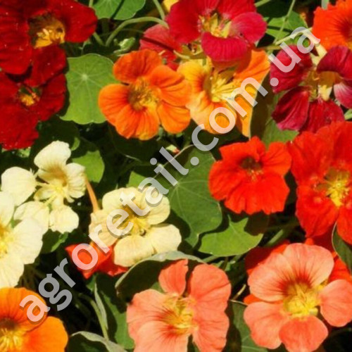 Настурция Драгоценность 1 г Gl Seeds
