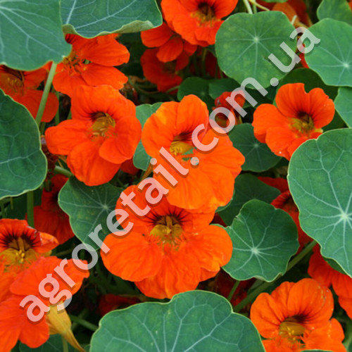 Настурция Императрица 1 г Gl Seeds