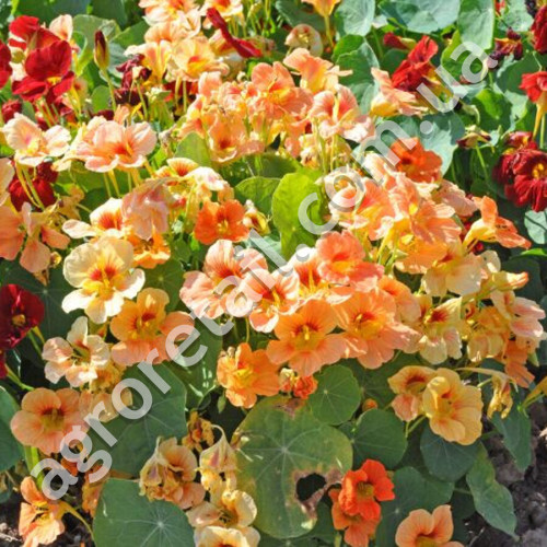 Настурция Мелба 1 г Gl Seeds