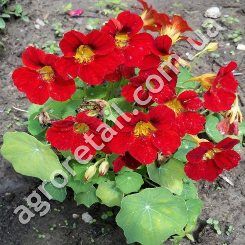 Настурция Черри Роуз 1 г Gl Seeds