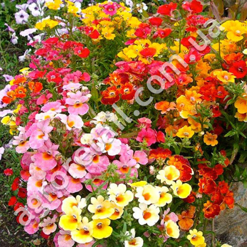 Немезія Галаксі Mix 0.1 г Gl Seeds