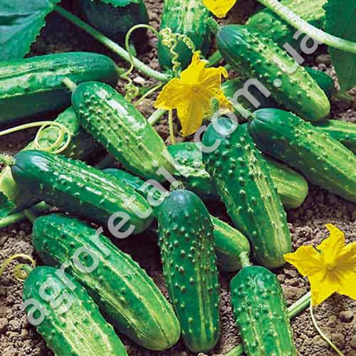 Огірок Аладін F1 0.5 г Gl Seeds