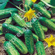 Огірок Аладін F1 0.5 г Gl Seeds