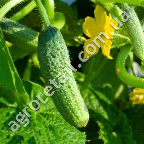 Огірок Анулька F1 0.5 г Gl Seeds