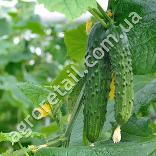 Огірок Квітневий F1 10 шт Gl Seeds