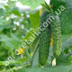 Огірок Квітневий F1 10 шт Gl Seeds