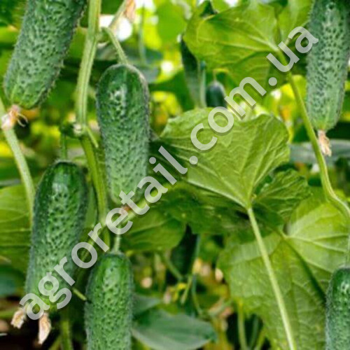 Огірок Арктика F1 10 шт Gl Seeds