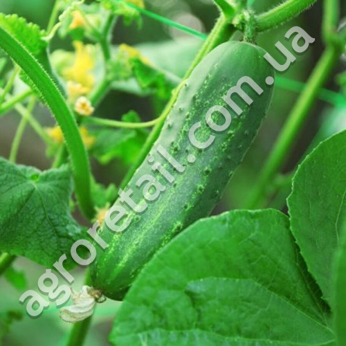 Огірок Аякс F1 10 шт Gl Seeds
