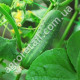 Огірок Аякс F1 10 шт Gl Seeds