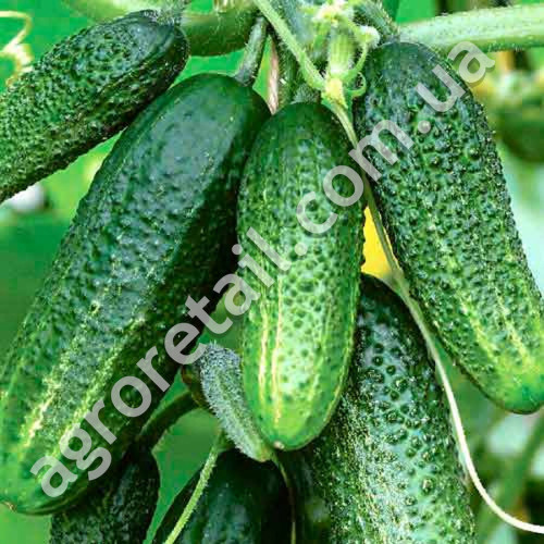Огірок Бабусин онучок F1 0.5 г Gl Seeds