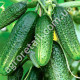 Огірок Бабусин онучок F1 0.5 г Gl Seeds