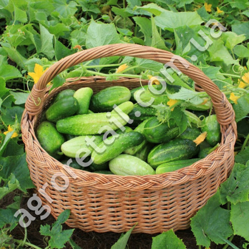 Огірок Баночний F1 10 шт Gl Seeds
