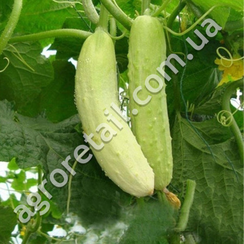 Огурец Белый деликатес 0.5 г Gl Seeds
