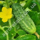 Огурец Бригадный F1 0.5 г Gl Seeds