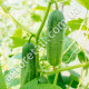 Огурец Буян F1 10 шт Gl Seeds