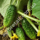 Огурец Вдалый F1 0.4 г Gl Seeds