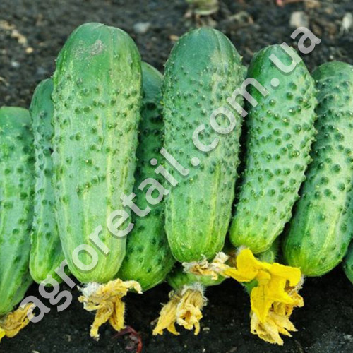 Огурец Вересень 0.5 г Gl Seeds