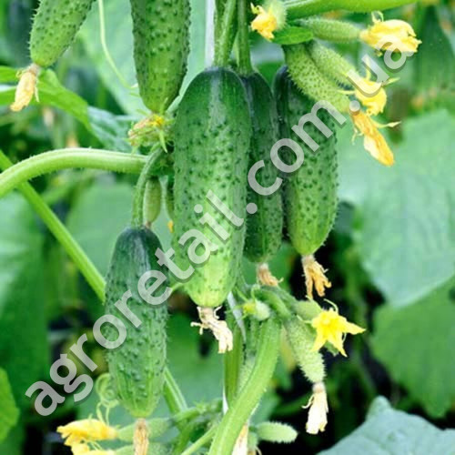 Огурец Верные друзья F1 0.5 г Gl Seeds