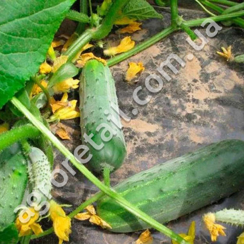 Огурец Гектор F1 10 шт Gl Seeds