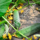 Огурец Гектор F1 10 шт Gl Seeds