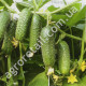 Огурец Гетьман F1 10 шт GL Seeds
